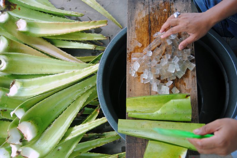 BRIN Kembangkan Riset Tanaman Lidah Buaya untuk Cegah Stunting 