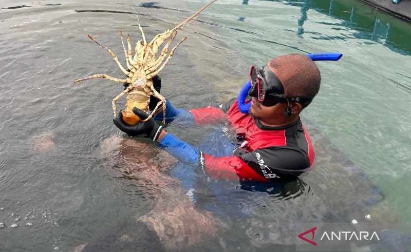 Nilai Ekonomi Budidaya Lobster US$53 Miliar di 2030, Capaiannya Baru Segini