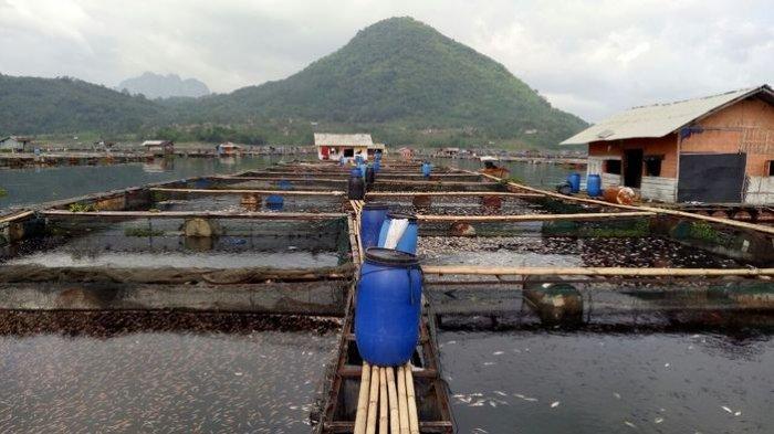 100 Ton Ikan Mati Massal di Waduk Jatiluhur, Ada Apa?
