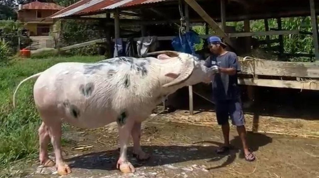 Tedong Bonga Resmi Terdaftar Jadi Kekayaan Intelektual Komunal