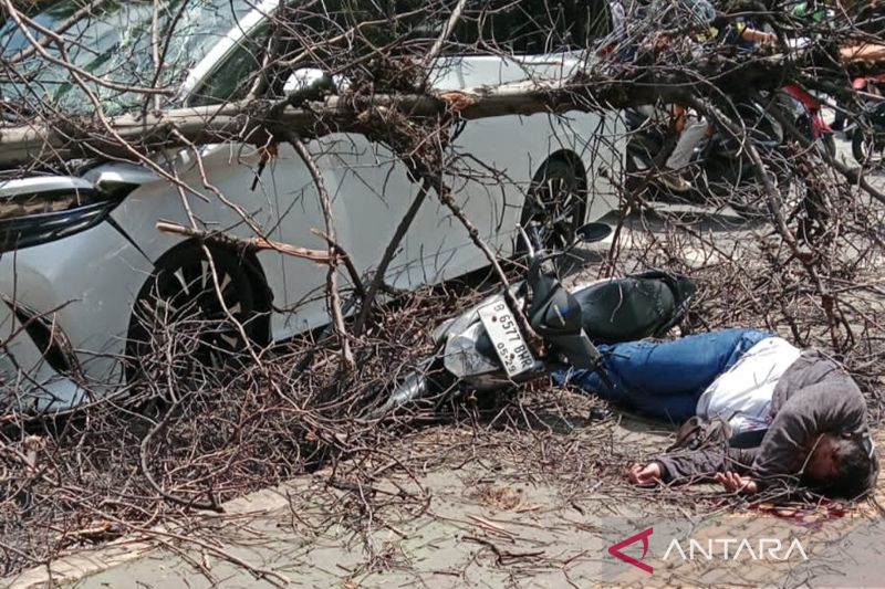 Pengendara Motor Luka Parah Tertimpa Pohon Tumbang di Jakarta Barat