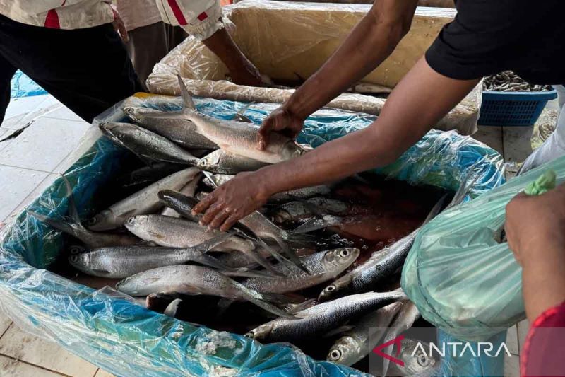 Ikan Bandeng Aceh Timur Tembus Pasar Internasional Korea-Jepang