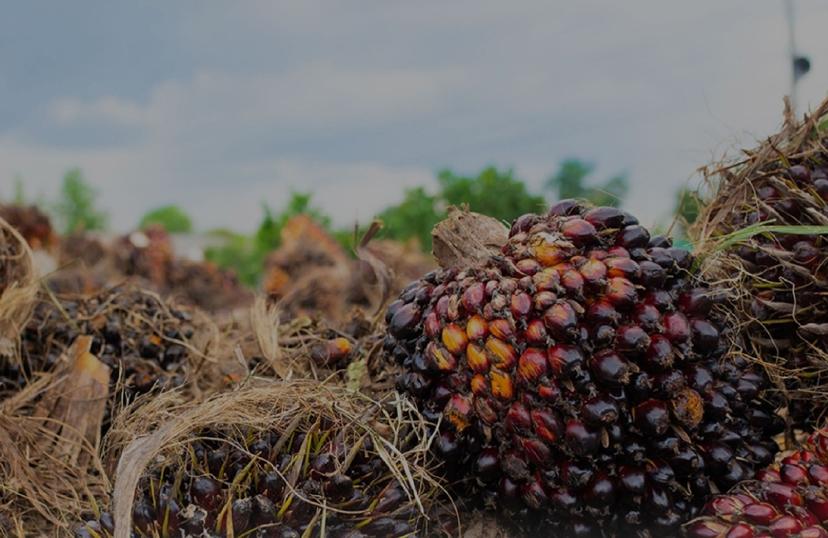 Masih Persoalkan Kelapa Sawit, Uni Eropa Masih Ogah Bermitra dengan RI