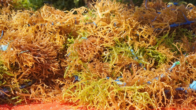 Bukan Batu Bara atau Nikel, Kekuatan Ekonomi RI Ada di Laut
