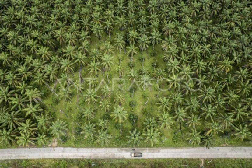 Pemerintah Pertimbangkan 600 Ribu Hektare Hutan Jadi Kebun Sawit