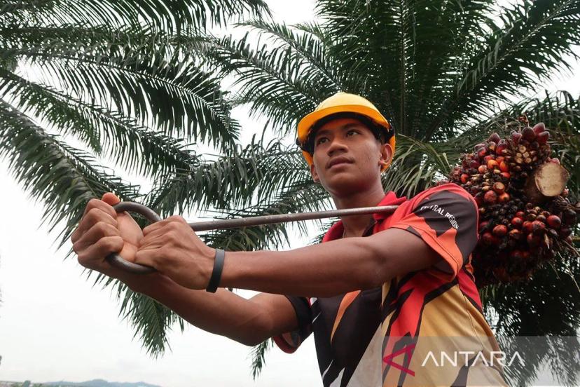 Deret Kondisi Buruk Buruh Sawit 2024 Terungkap, RUU Khusus Didorong