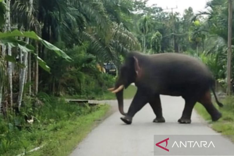 38 Hektare Kebun Sawit di Aceh Barat Dirusak Gajah
