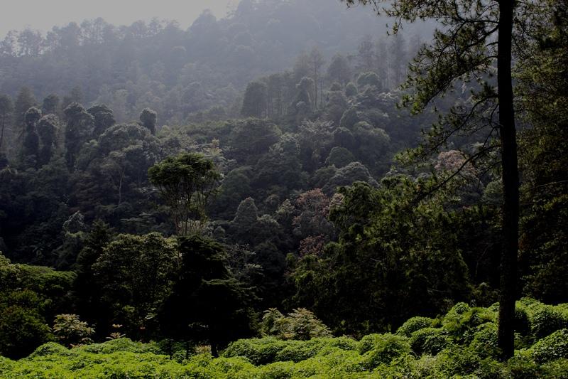 Kemenhut Cabut 18 Izin Usaha Pemanfaatan Hutan Seluas 526 Ribu Ha