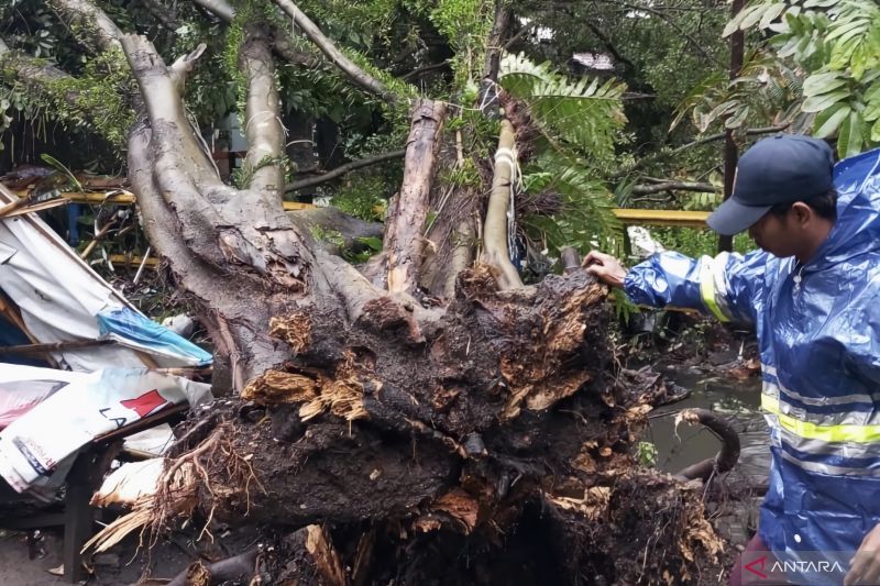 4 Pohon Tumbang Imbas Hujan Ekstrem di Kota Bandung