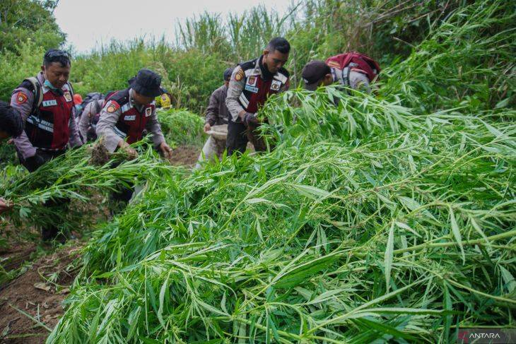 Fakta-fakta Ladang Ganja Bromo, Pelarangan Drone Hingga Misteri Edi