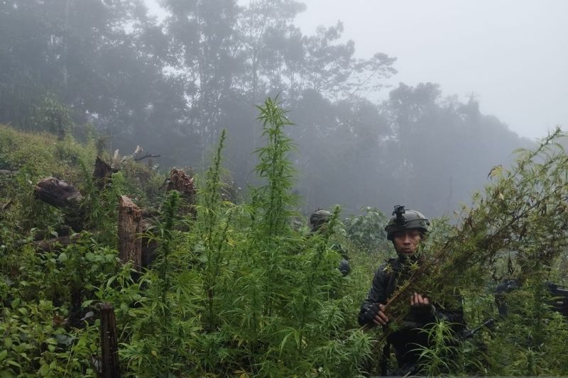 TNI Temukan Ladang Ganja Seluas 0,5 Hektare di Pegunungan Papua