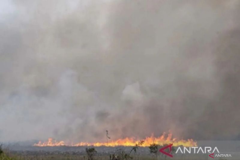 Kebakaran Hutan dan Lahan Mulai Landa Kalteng, BNPB: Ada 38 Kejadian