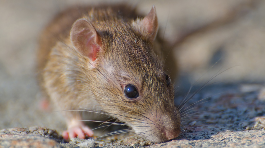 Ahli Ungkap Alasan Tikus Tak Risau dengan Gelap
