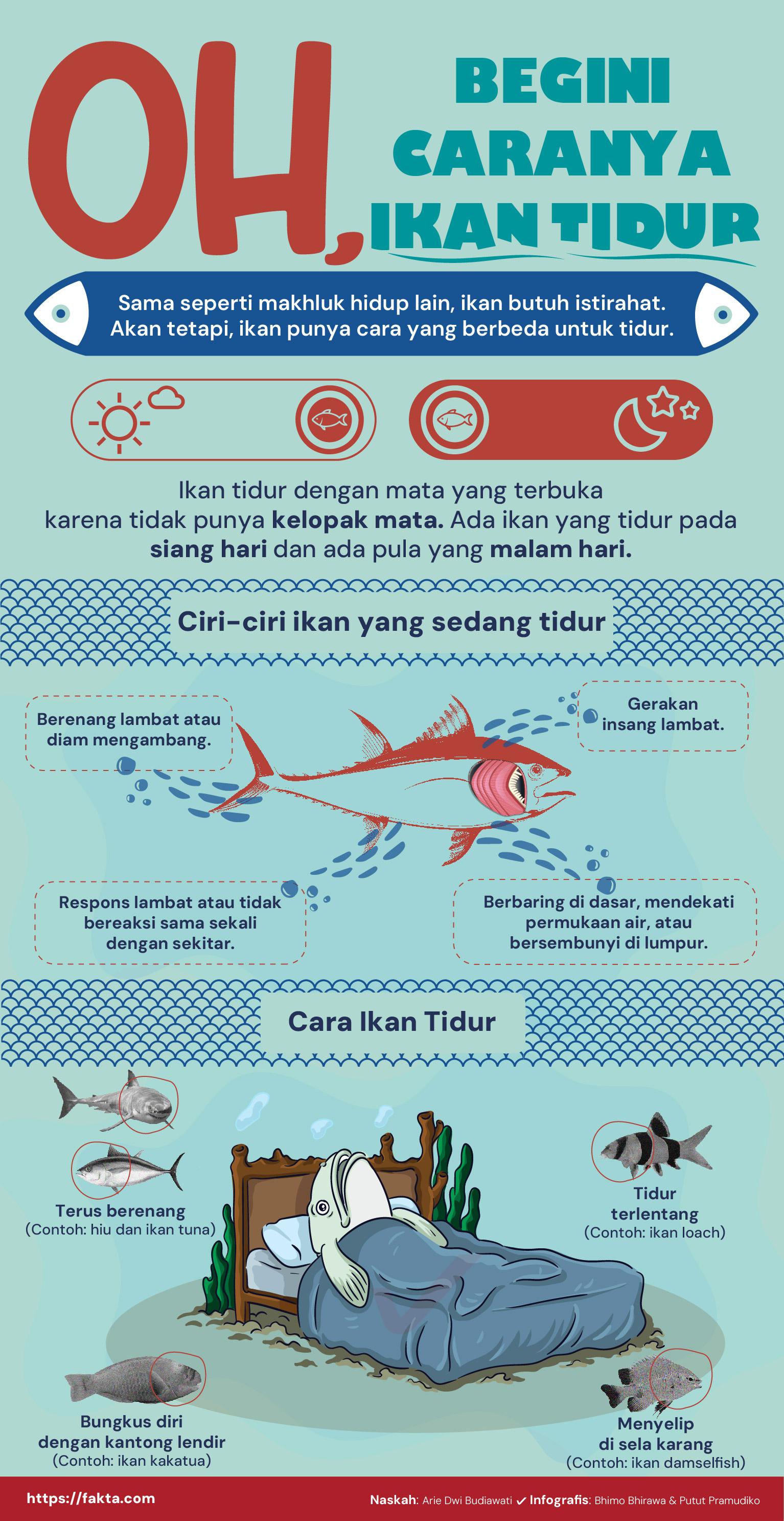 Infografis tidur ikan. (Fakta.com)
