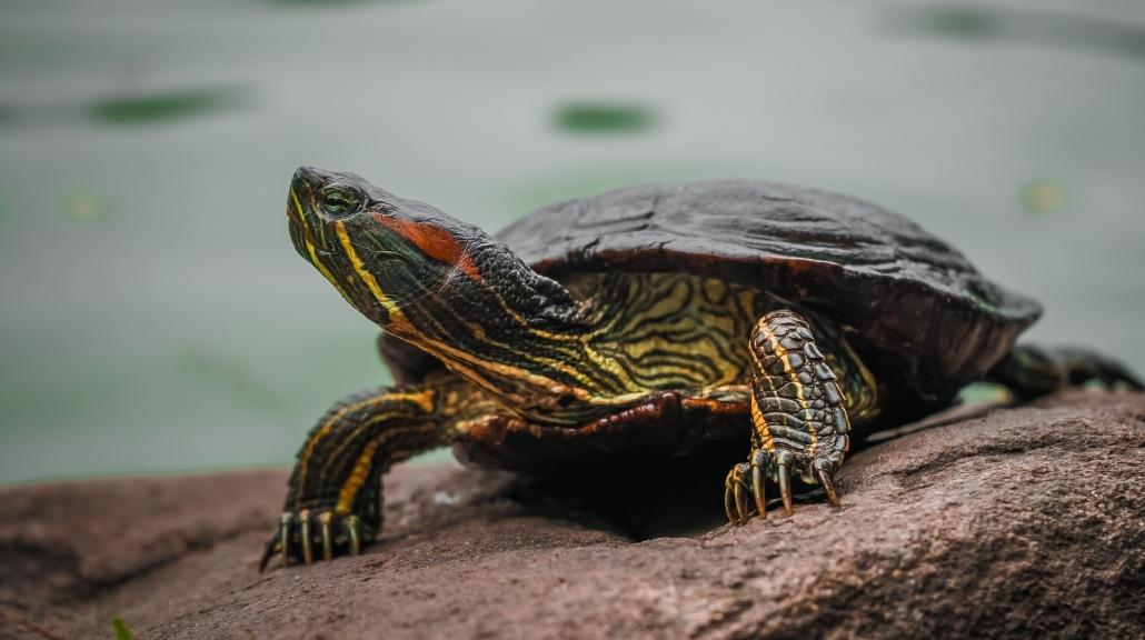 Penyu terancam punah jika terus-menerus diganggua cahaya lampu. (Dok. Pexels)