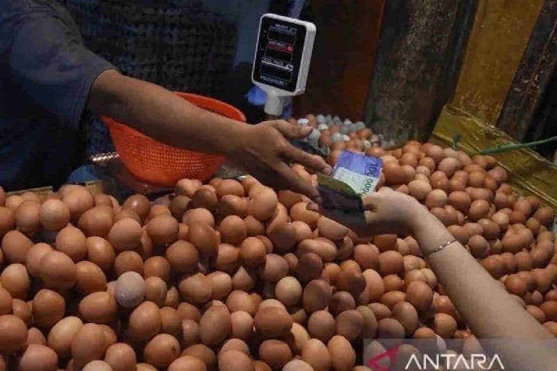 Komoditas Telur Berpeluang jadi Alat Negosiasi ke AS