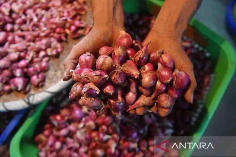 Harga Pangan Kamis, Bawang Merah Rp38.050/kg, Telur Ayam Rp32.380/kg