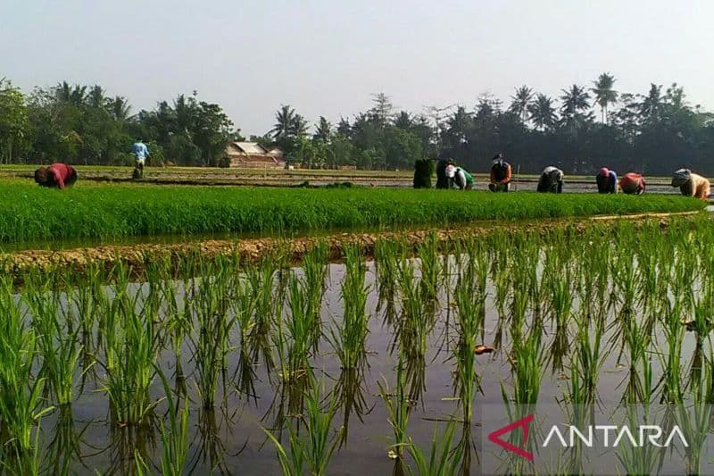 Alih Fungsi Lahan Tinggi, Sawah di Bogor bisa Punah pada 2037