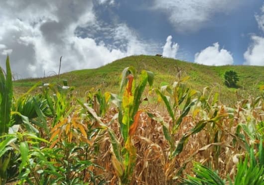 Tak Hanya Beras, Bulog Diminta Serap Jagung Hingga Satu Juta Ton
