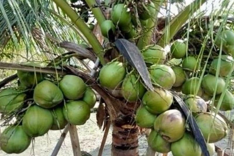 Kementan Buka Suara Soal Lonjakan Harga Kelapa