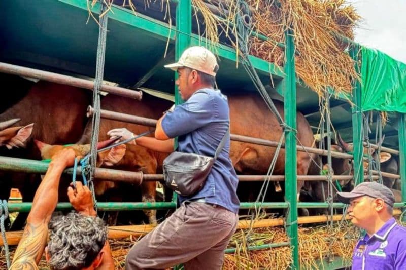 Jelang Iduladha 2025, Barantin dan Kementan Pantau Hewan Kurban