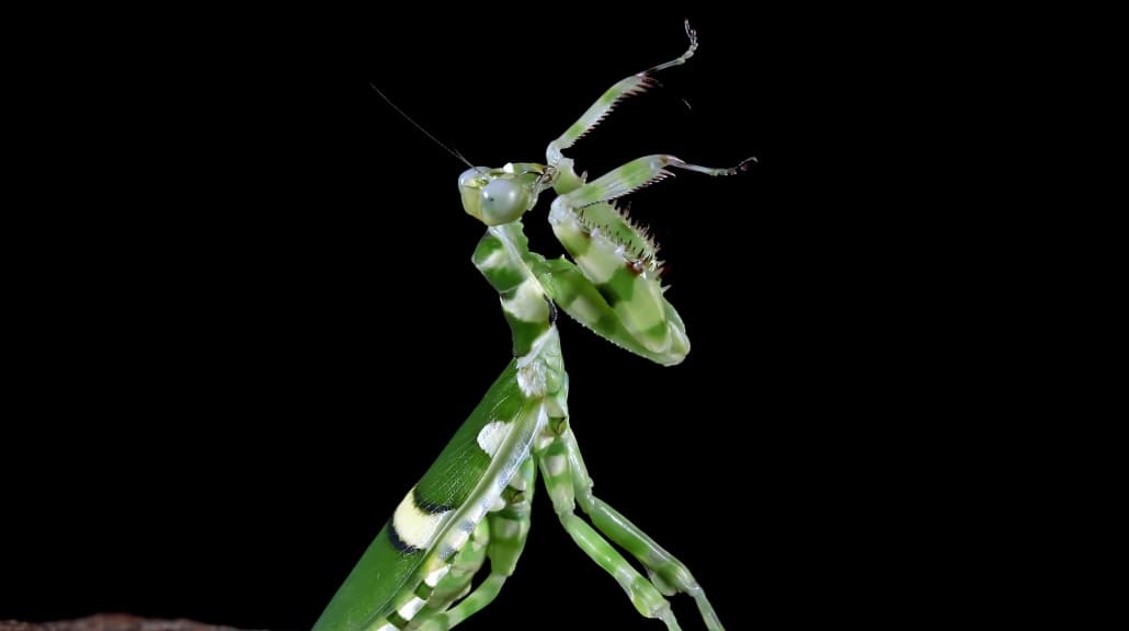 Belalang sembah jantan biasanya menghindari dari betina agar tak dimakan. (foto: Freepik/kuritafsheen77)