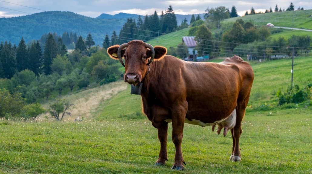 Ilustrasi sapi. (Dokumen Freepik)