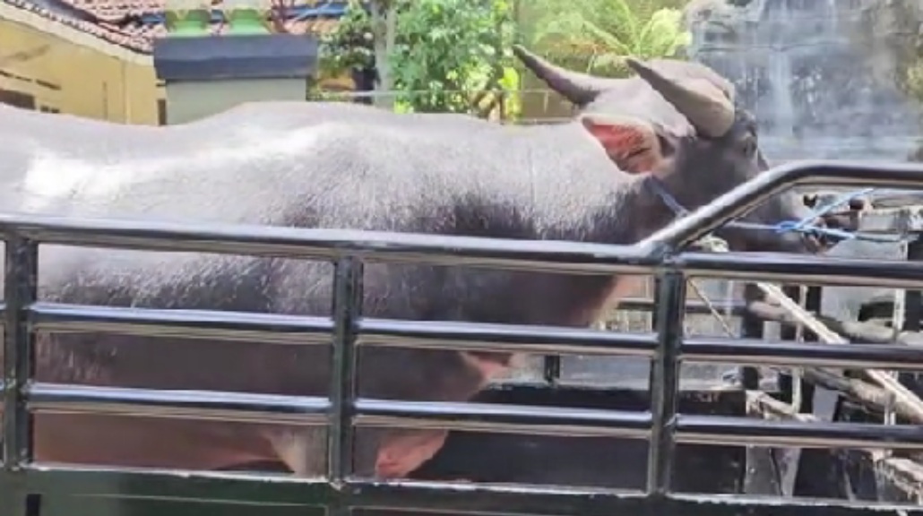 Kerbau hitam turut menjadi seserahan pernikahan. (Tangkap layar akum t
