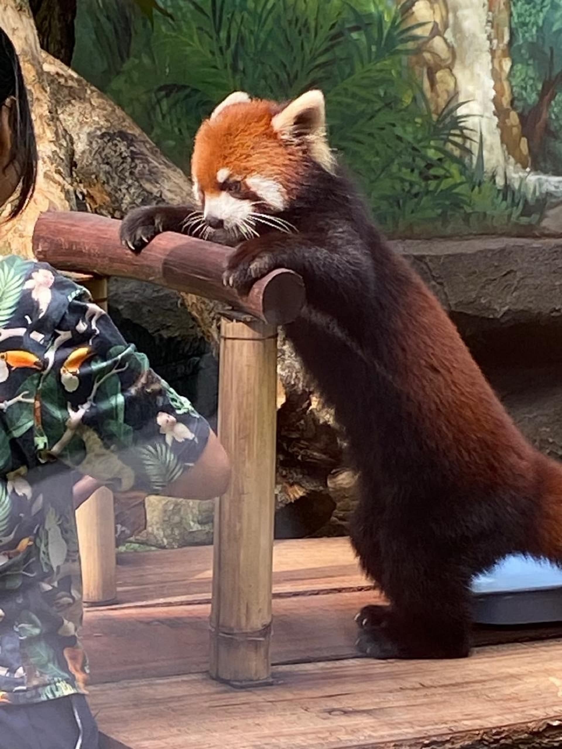 Jepang sumbang Red Panda ke Batu Secret Zoo. (Dok. Kedubes Jepang)