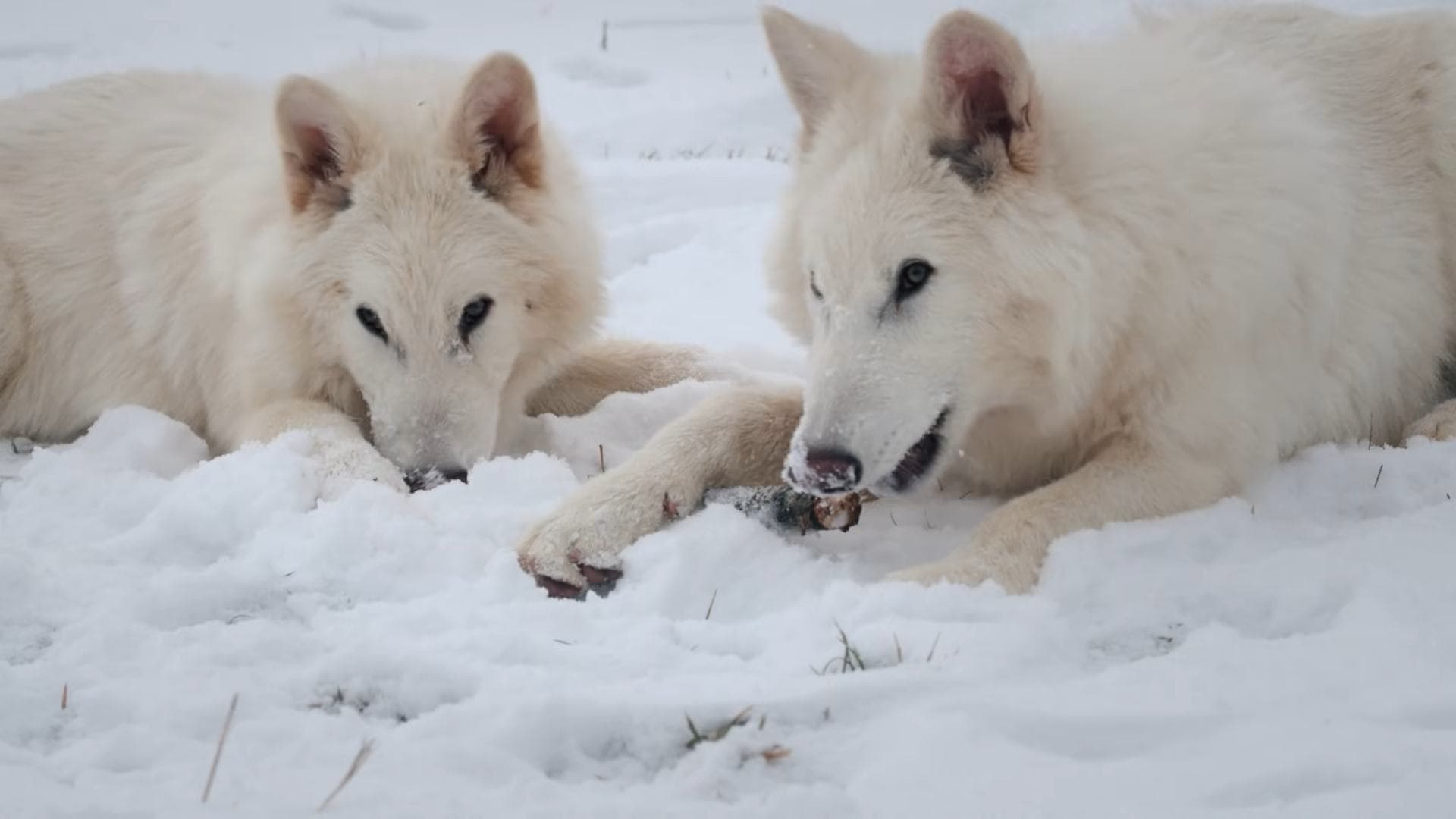 Serigala <i>dire wolf </i>hasil rekayasa genetik akan dilepaskan ke alam liar. (Tangkapan layar YouTube Colossal Bioscience) 