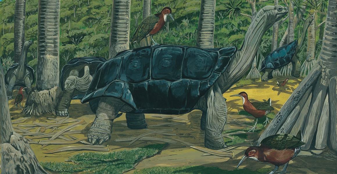 Burung mandar aldabra bersama kura-kura raksasa. (Dokumen National History Museum)