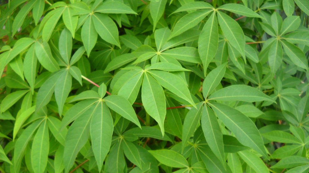 Daun singkong punya banyak manfaat bagi tubuh, khususnya bagi kamu yang sedang diet. (Foto: Wikimedia)