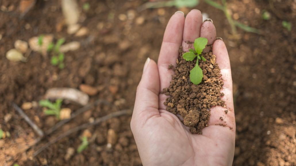 Pilihlah jenis tanaman yang ingin kamu tanam di kebun. (Foto: Freepik/Freepik)