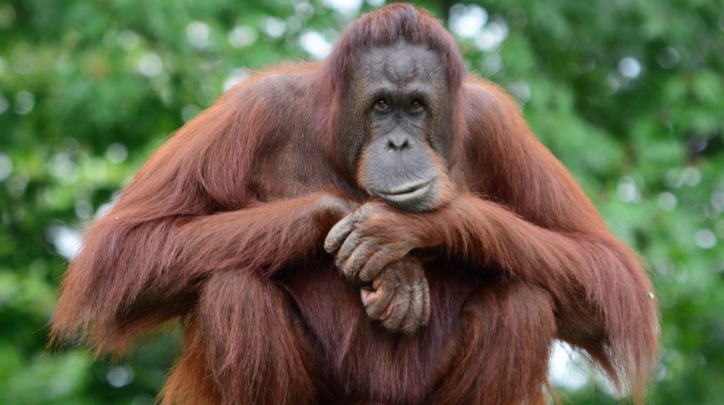 Orang utan kalimantan. (Dokumen: Dinas Kominfo Kalimantan Timur)