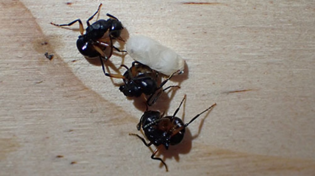 Koloni semut&nbsp;Polyrhachis femorata akan berpura-pura mati ketika terancam bahaya. (Dokumen University of South Australia)