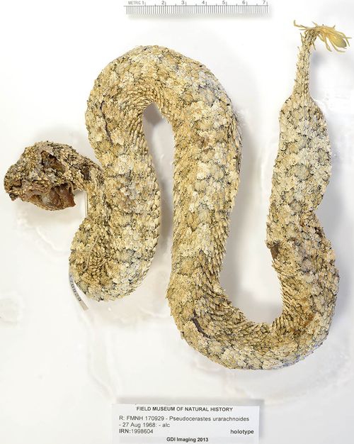 Spider tailed horned viper. (Dokumen Field Museum of Natural History)